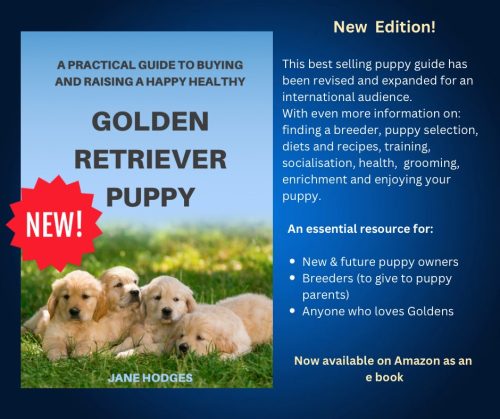 Camuka Golden Retrievers – Golden Retriever Puppies Victoria Australia